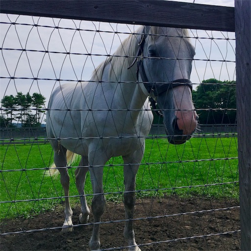 f:id:kago26:20190824162325j:image f:id:kago26:20190824162325j:image