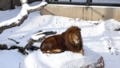 旭山動物園