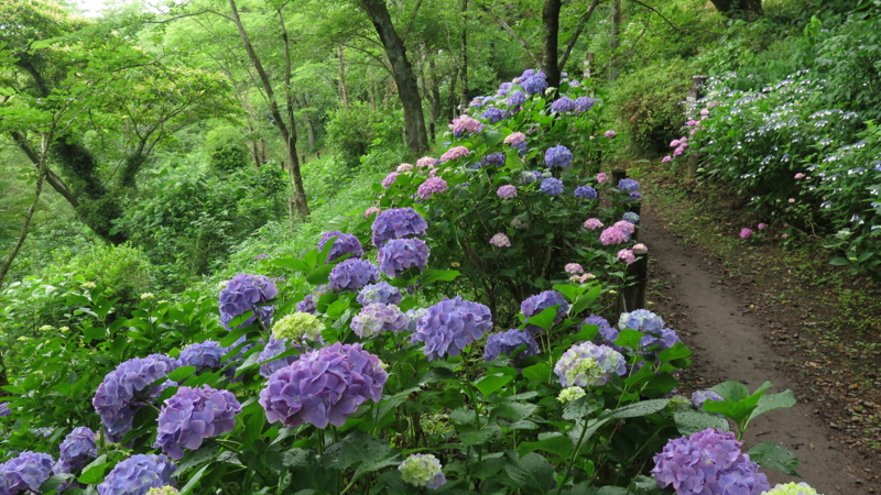 f:id:kagobon:20150614090354j:image f:id:kagobon:20150614090354j:image