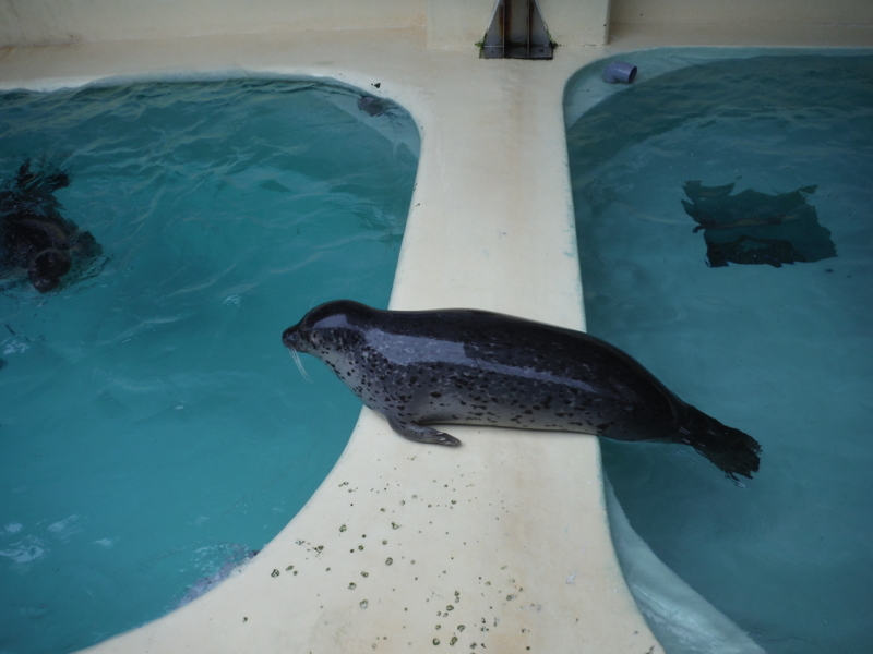 f:id:kagobon:20170816105655j:image