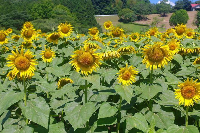 都市農業センターのヒマワリ - 鹿児島の自然と食