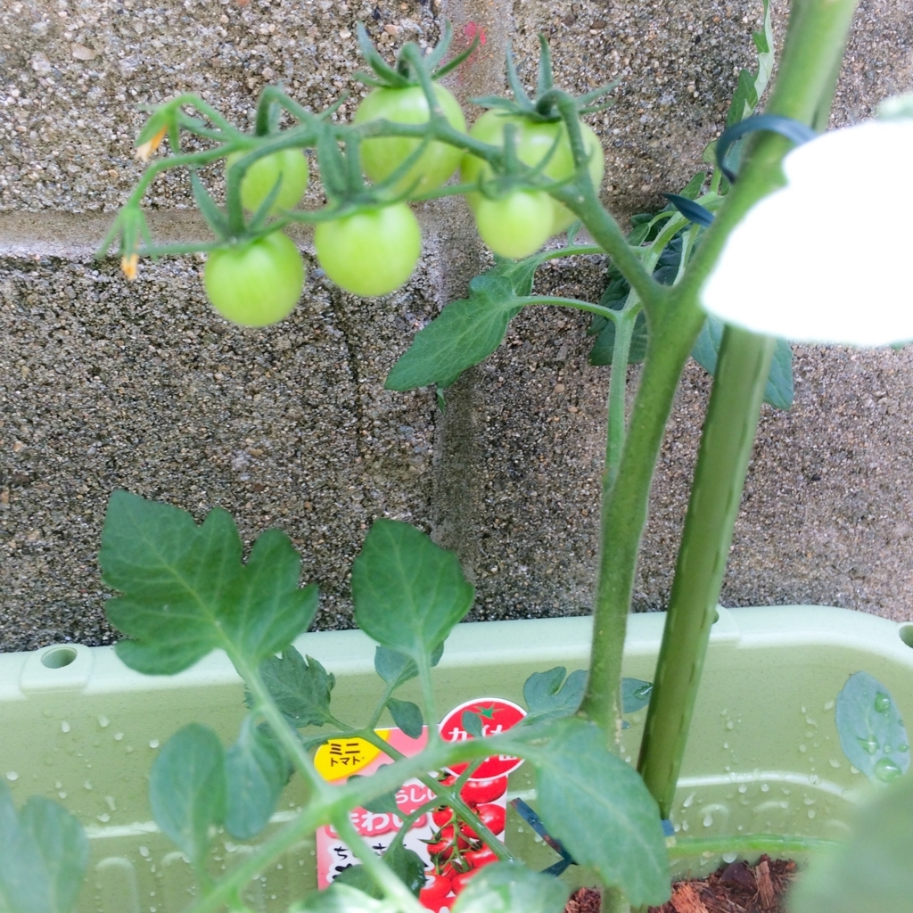 f:id:kagurakanon:20170603134724j:plain