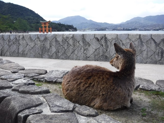 f:id:kaho-ace:20180324233419j:image f:id:kaho-ace:20180324233419j:image