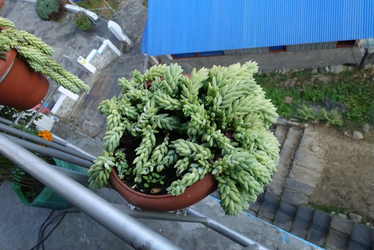 f:id:kahokohachimitsu:20200510225828j:plain