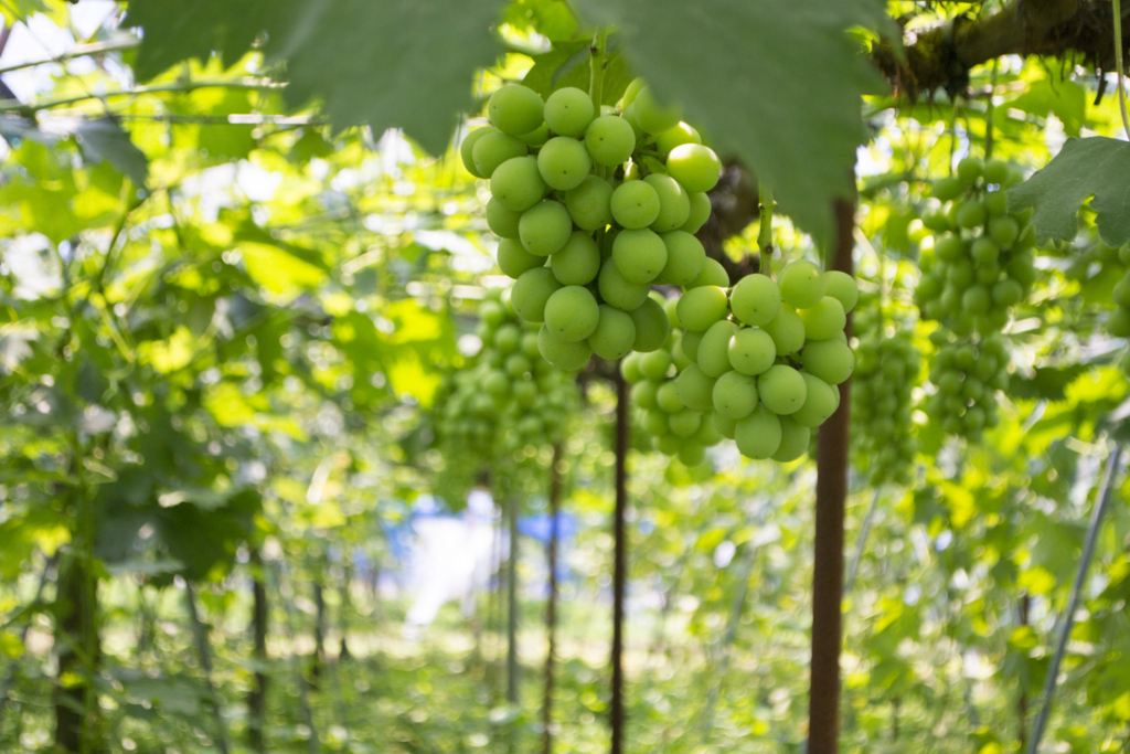 f:id:kahoudosystem:20180627133224j:plain f:id:kahoudosystem:20180627133224j:plain