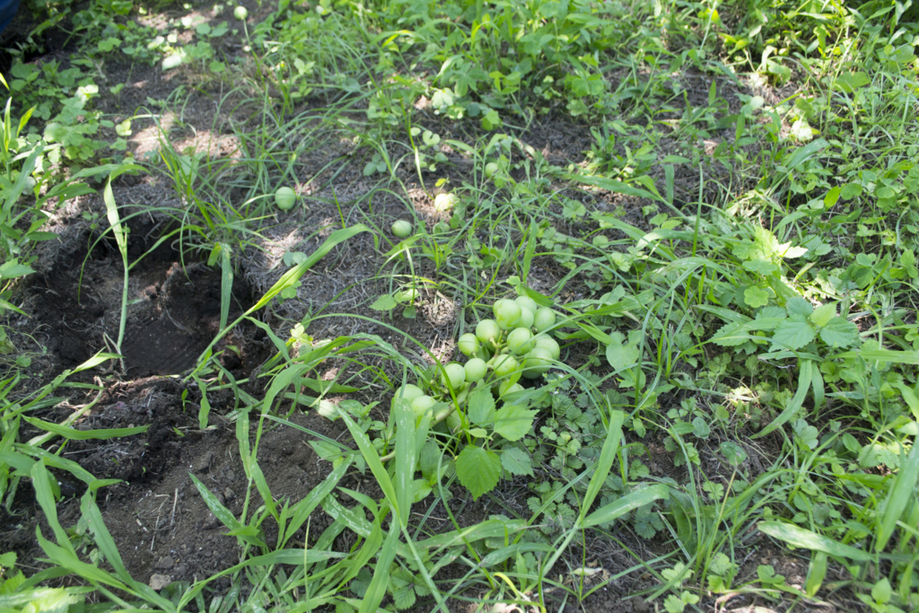 f:id:kahoudosystem:20180627133301j:plain f:id:kahoudosystem:20180627133301j:plain