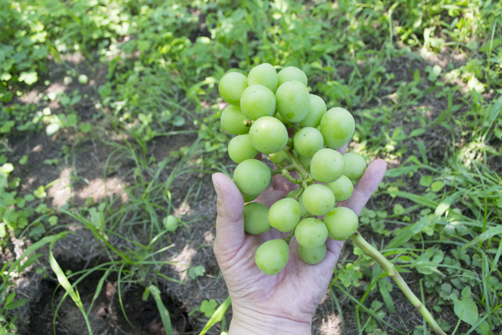 f:id:kahoudosystem:20180627134738j:plain f:id:kahoudosystem:20180627134738j:plain