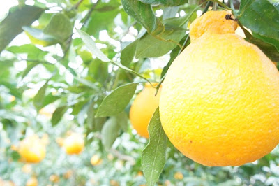 f:id:kahoudosystem:20190304175935j:plain f:id:kahoudosystem:20190304175935j:plain