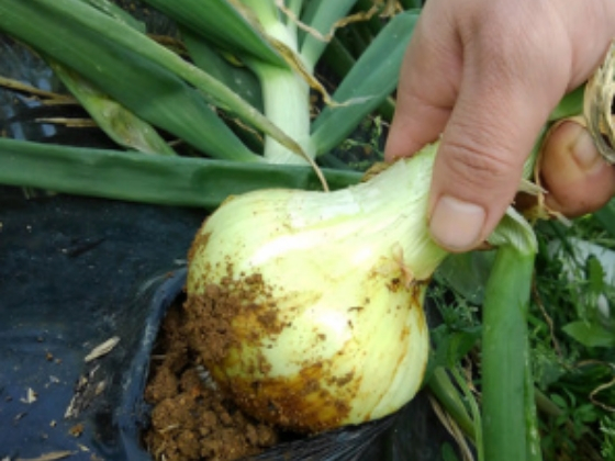 f:id:kahoudosystem:20190307162932j:plain f:id:kahoudosystem:20190307162932j:plain