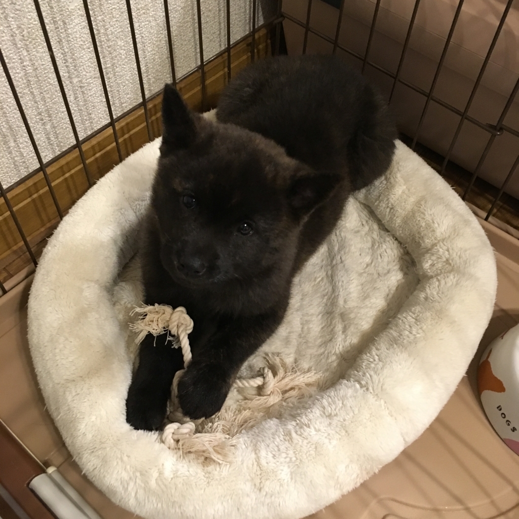 こうめ生後5ヶ月 大きくなりました 甲斐犬 こうめの成長記 こうめ生後5ヶ月 大きくなりました 甲斐犬 こうめの成長記