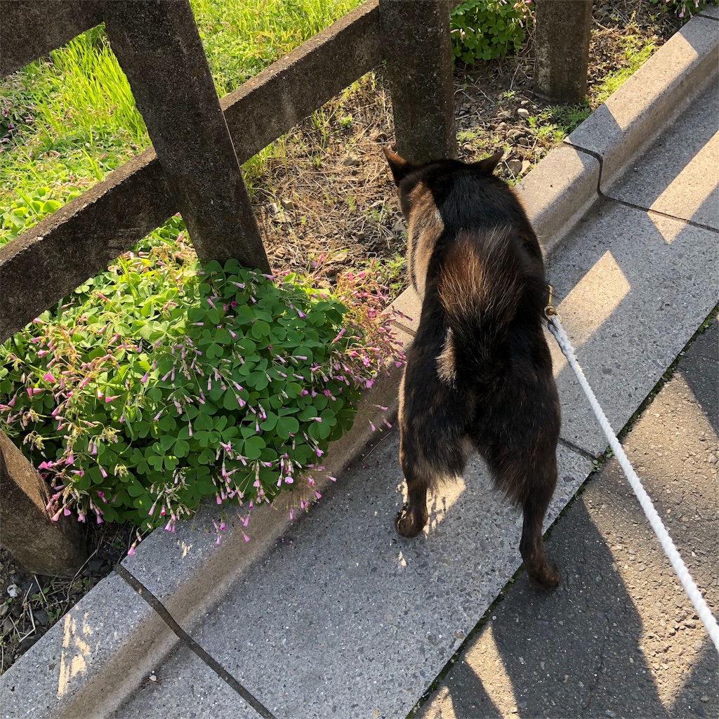 f:id:kai-koume:20180421213346j:image f:id:kai-koume:20180421213346j:image