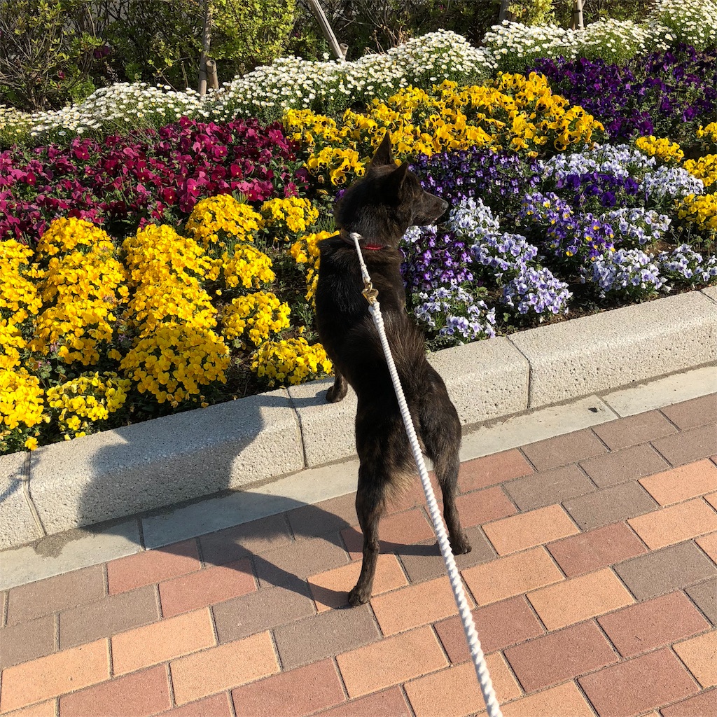 f:id:kai-koume:20180422075456j:image f:id:kai-koume:20180422075456j:image