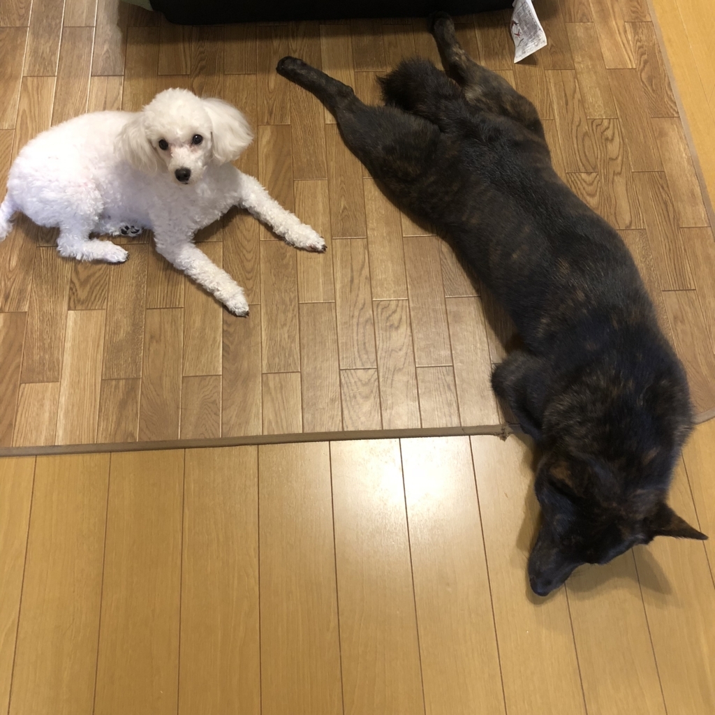 f:id:kai-koume:20180522132049j:plain f:id:kai-koume:20180522132049j:plain