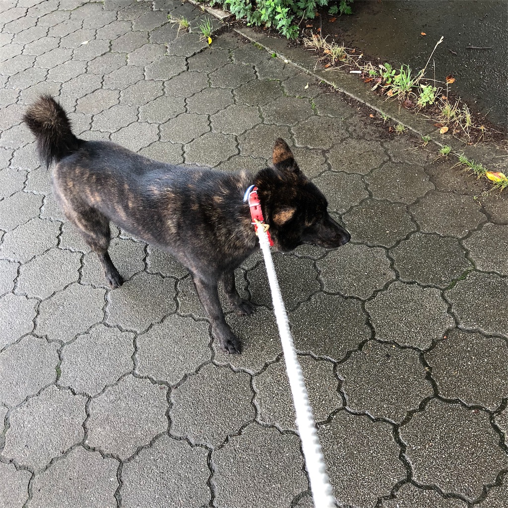f:id:kai-koume:20180616074727j:image f:id:kai-koume:20180616074727j:image
