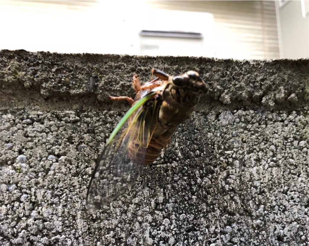 f:id:kai-koume:20180712074953j:image f:id:kai-koume:20180712074953j:image