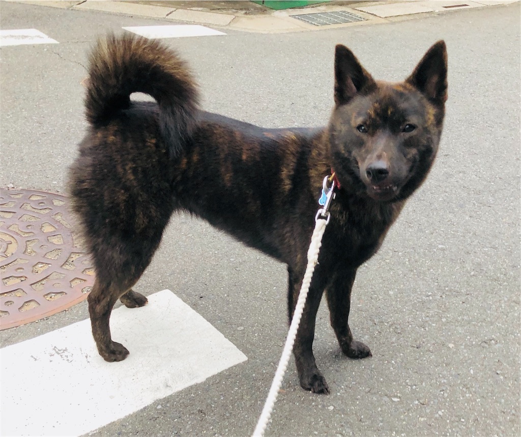 f:id:kai-koume:20180724075427j:image f:id:kai-koume:20180724075427j:image