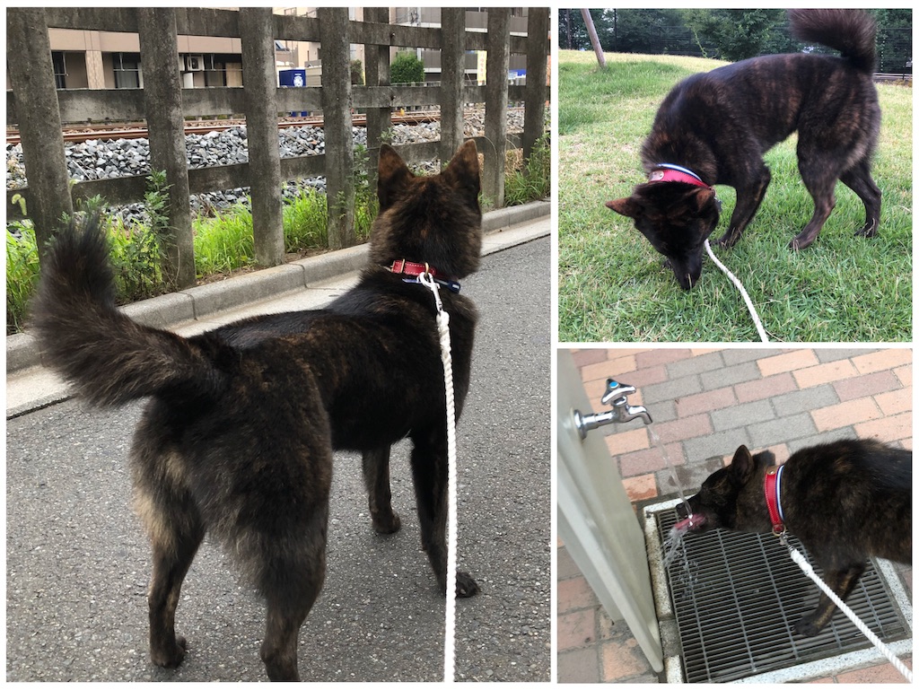 f:id:kai-koume:20180724080024j:image f:id:kai-koume:20180724080024j:image
