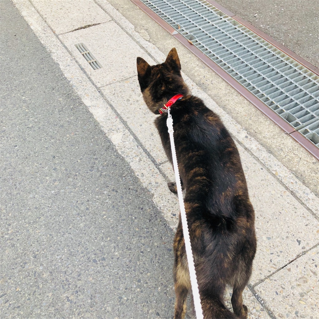 f:id:kai-koume:20180724080154j:image f:id:kai-koume:20180724080154j:image