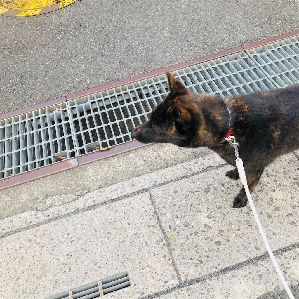 f:id:kai-koume:20180724080408j:image f:id:kai-koume:20180724080408j:image