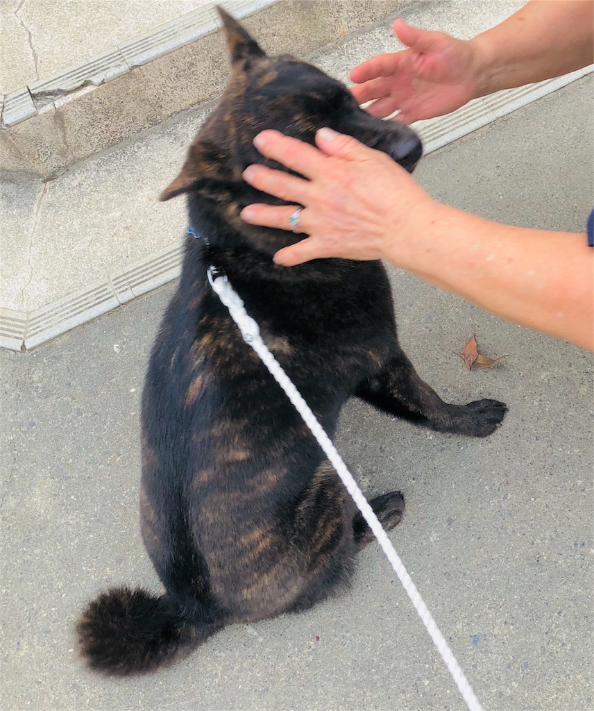 f:id:kai-koume:20180724081726j:image f:id:kai-koume:20180724081726j:image
