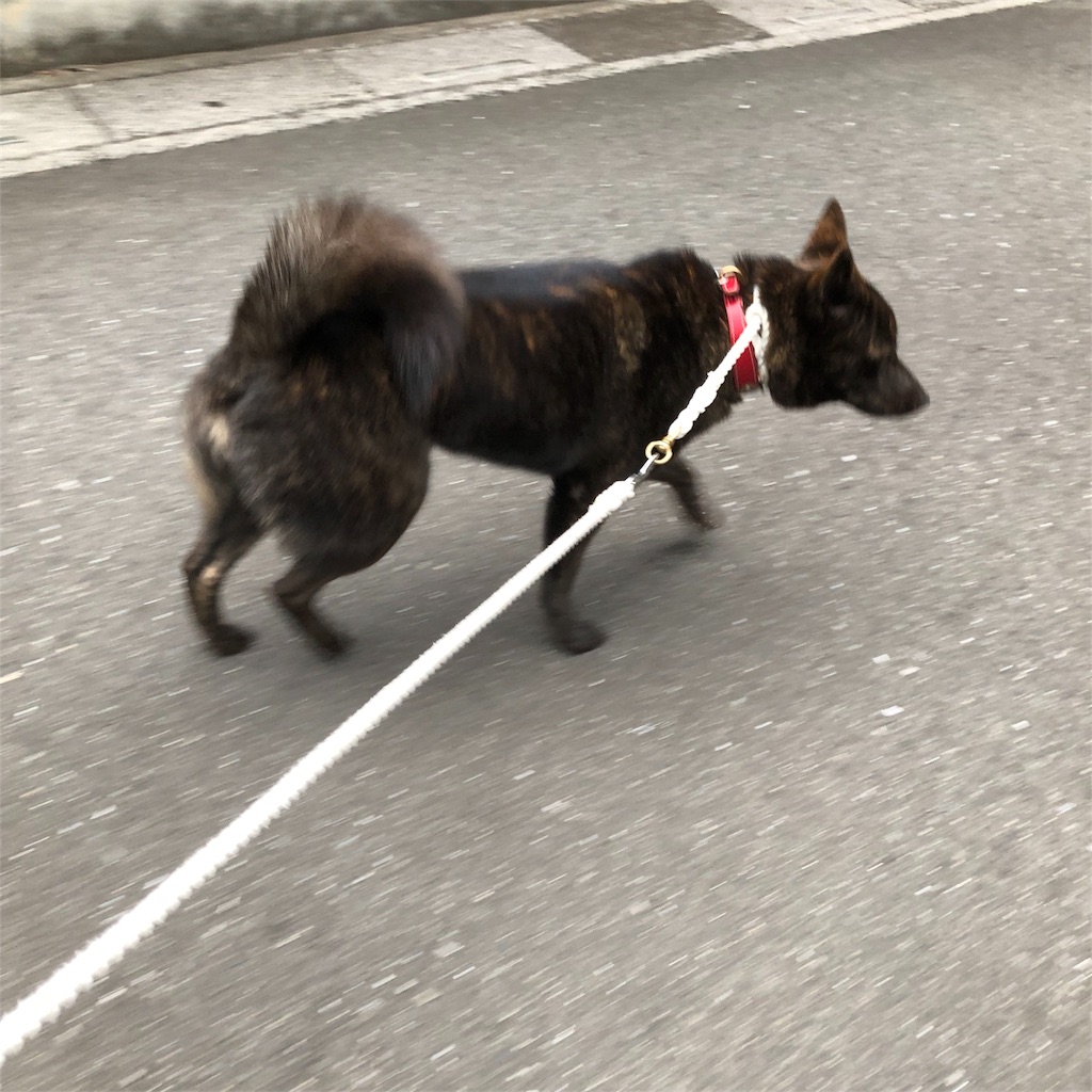 f:id:kai-koume:20180726074459j:image f:id:kai-koume:20180726074459j:image