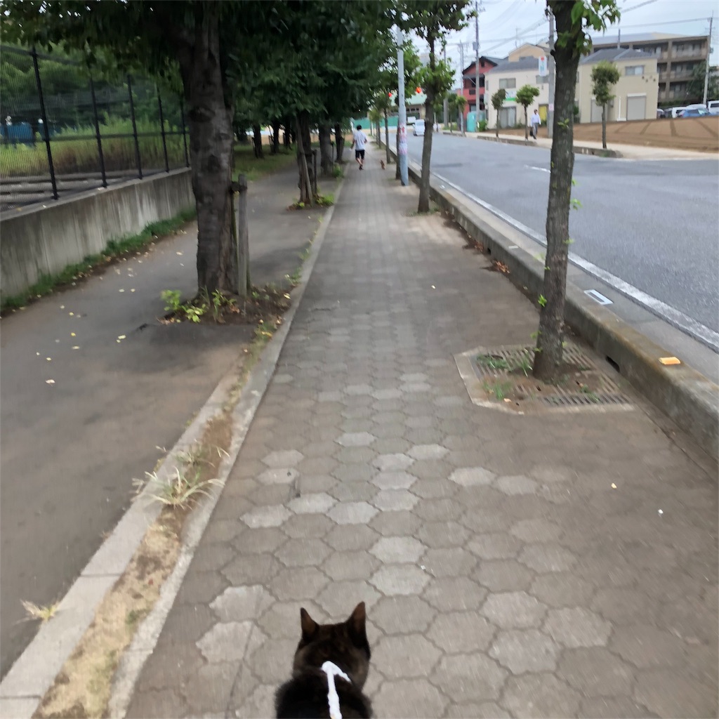 f:id:kai-koume:20180726075441j:image f:id:kai-koume:20180726075441j:image