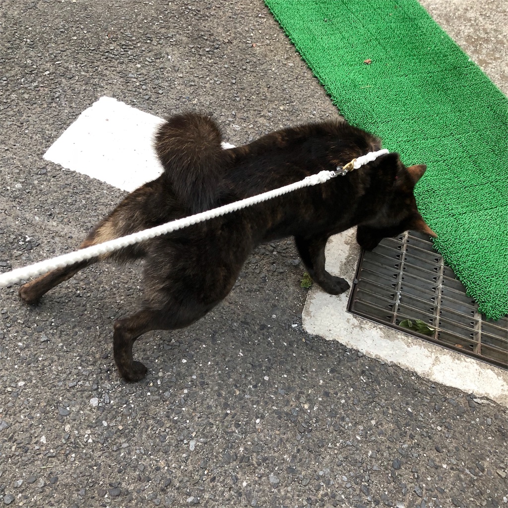 f:id:kai-koume:20180727130320j:image f:id:kai-koume:20180727130320j:image