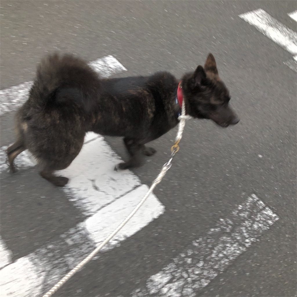 f:id:kai-koume:20180731080127j:image f:id:kai-koume:20180731080127j:image