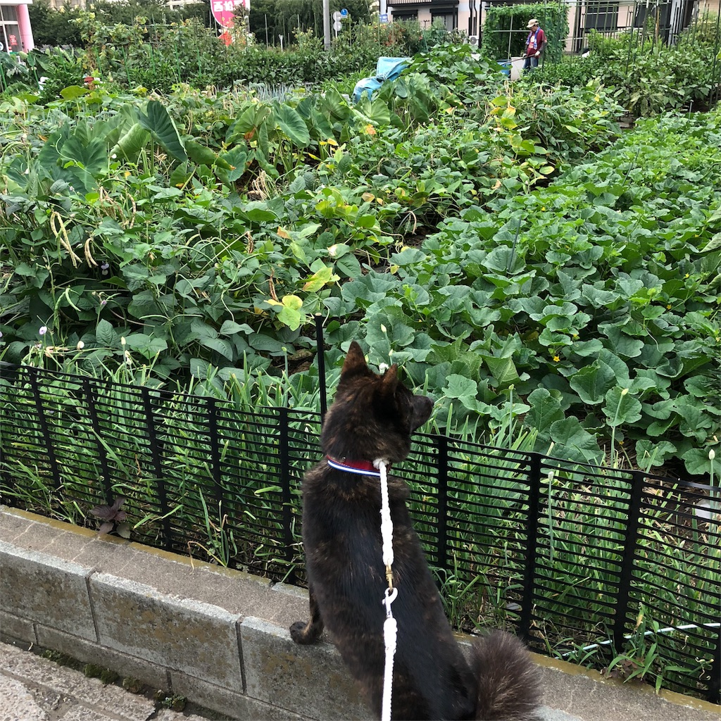 f:id:kai-koume:20180731080955j:image f:id:kai-koume:20180731080955j:image
