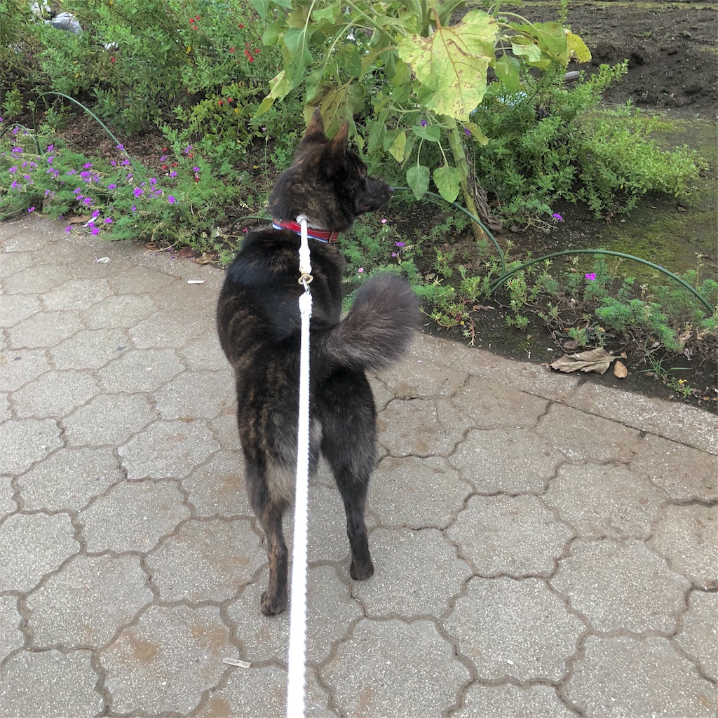 f:id:kai-koume:20180731080959j:image f:id:kai-koume:20180731080959j:image