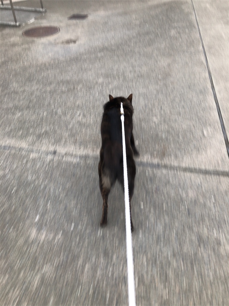 f:id:kai-koume:20180731081114j:image f:id:kai-koume:20180731081114j:image