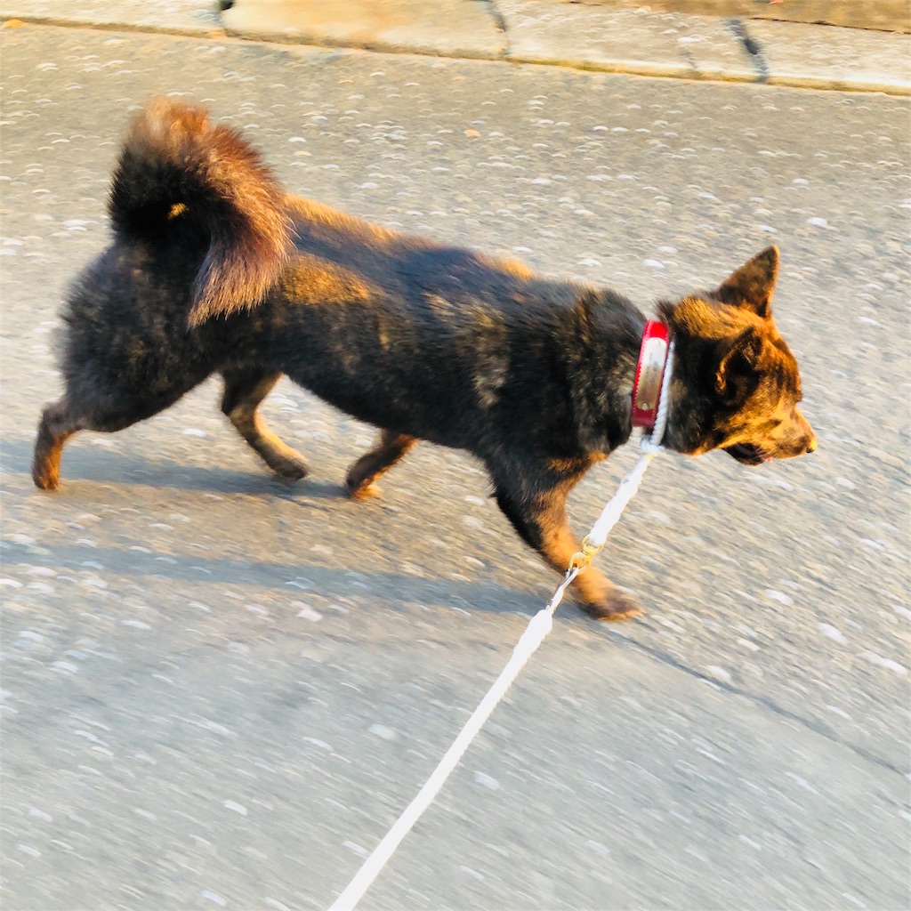 今朝のパトロールと甲斐犬の赤ちゃん 甲斐犬 こうめの成長記 今朝のパトロールと甲斐犬の赤ちゃん 甲斐犬 こうめの成長記