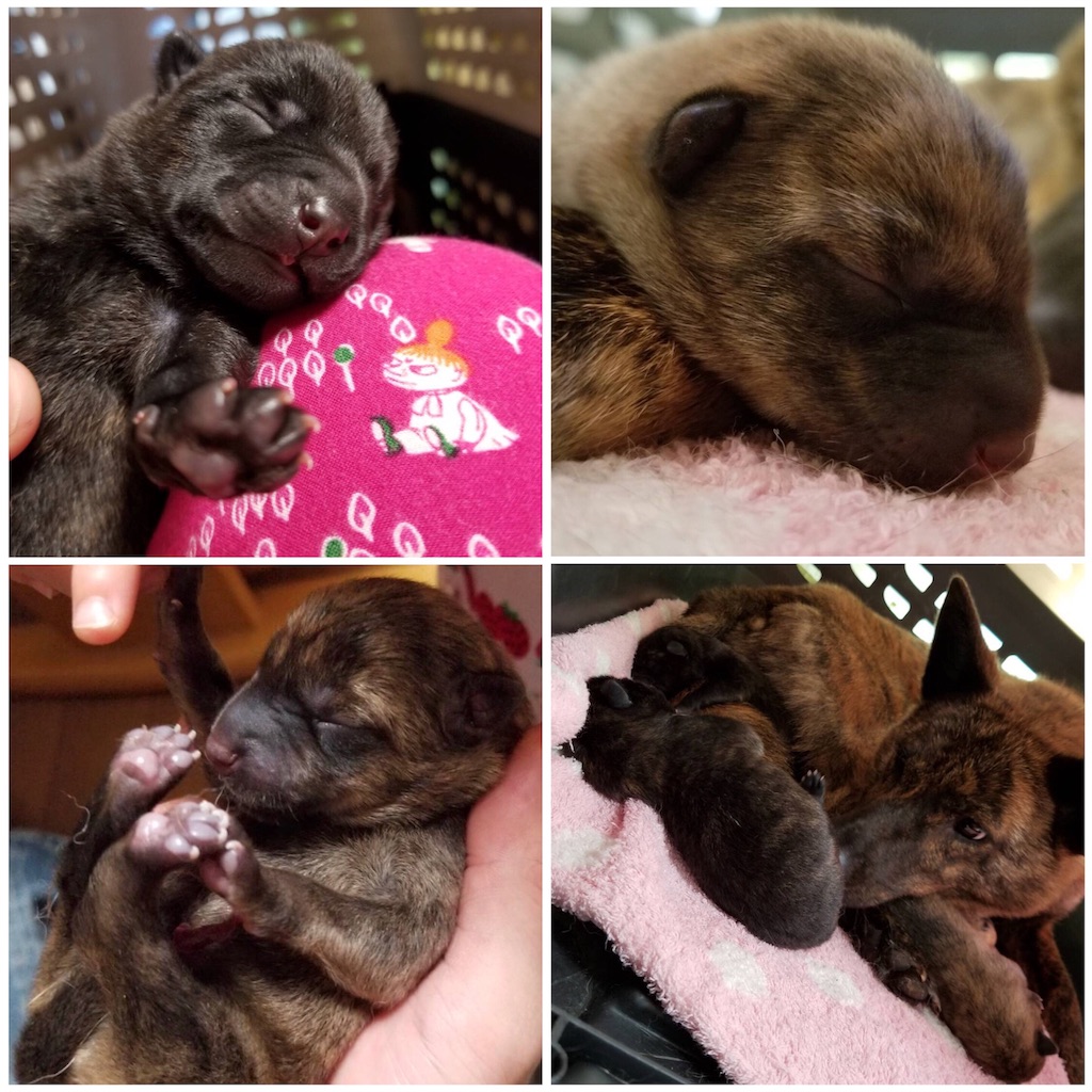 今朝のパトロールと甲斐犬の赤ちゃん 甲斐犬 こうめの成長記 今朝のパトロールと甲斐犬の赤ちゃん 甲斐犬 こうめの成長記