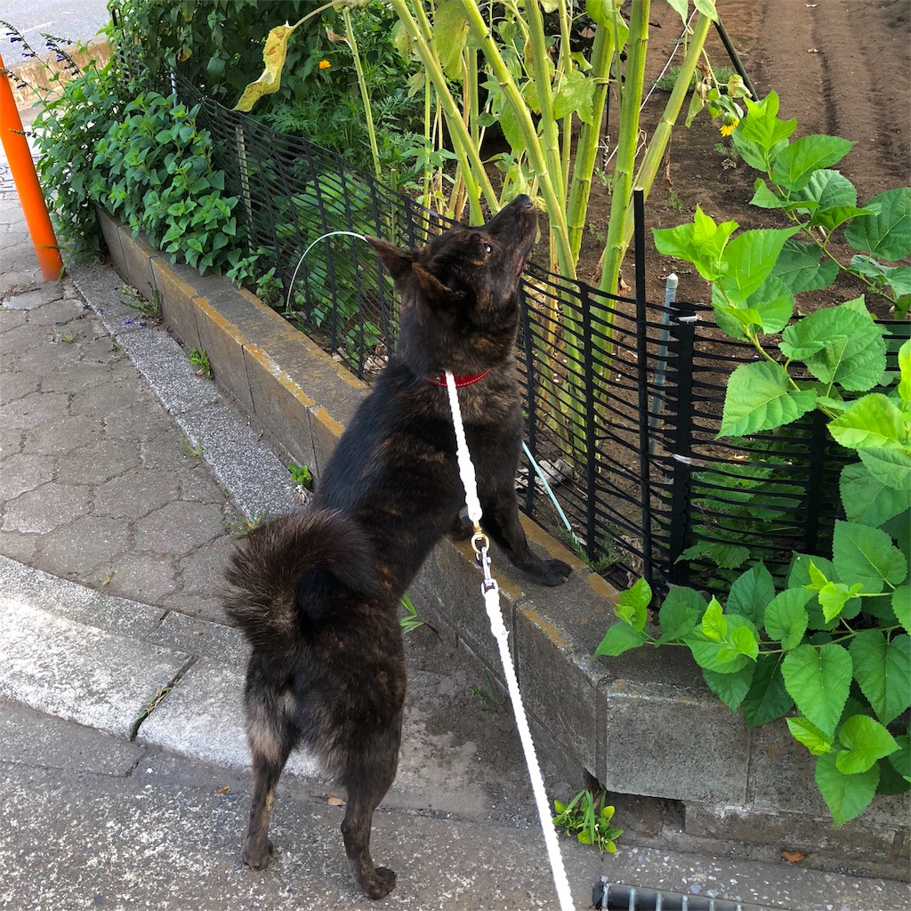 f:id:kai-koume:20180803075604j:image f:id:kai-koume:20180803075604j:image