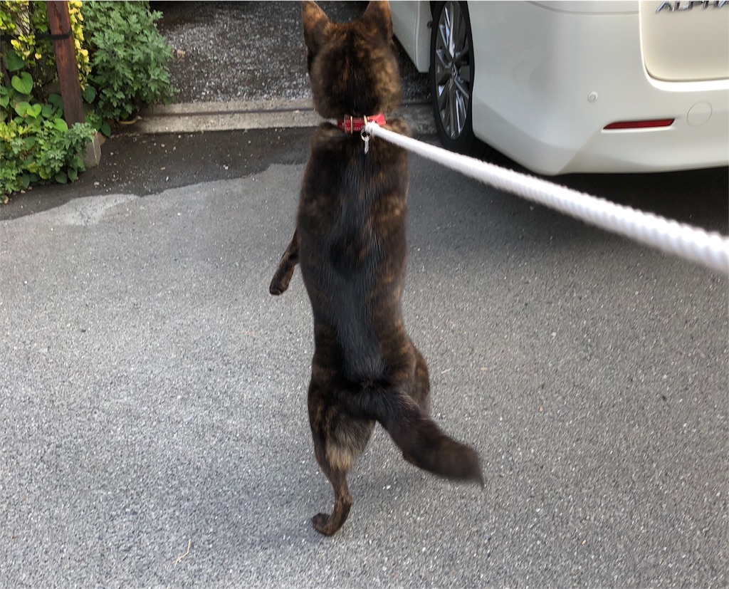 f:id:kai-koume:20180804200446j:image f:id:kai-koume:20180804200446j:image