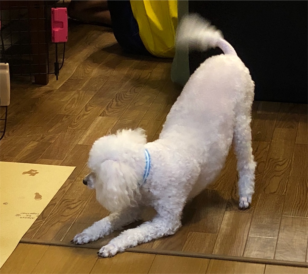 f:id:kai-koume:20180804201639j:image f:id:kai-koume:20180804201639j:image