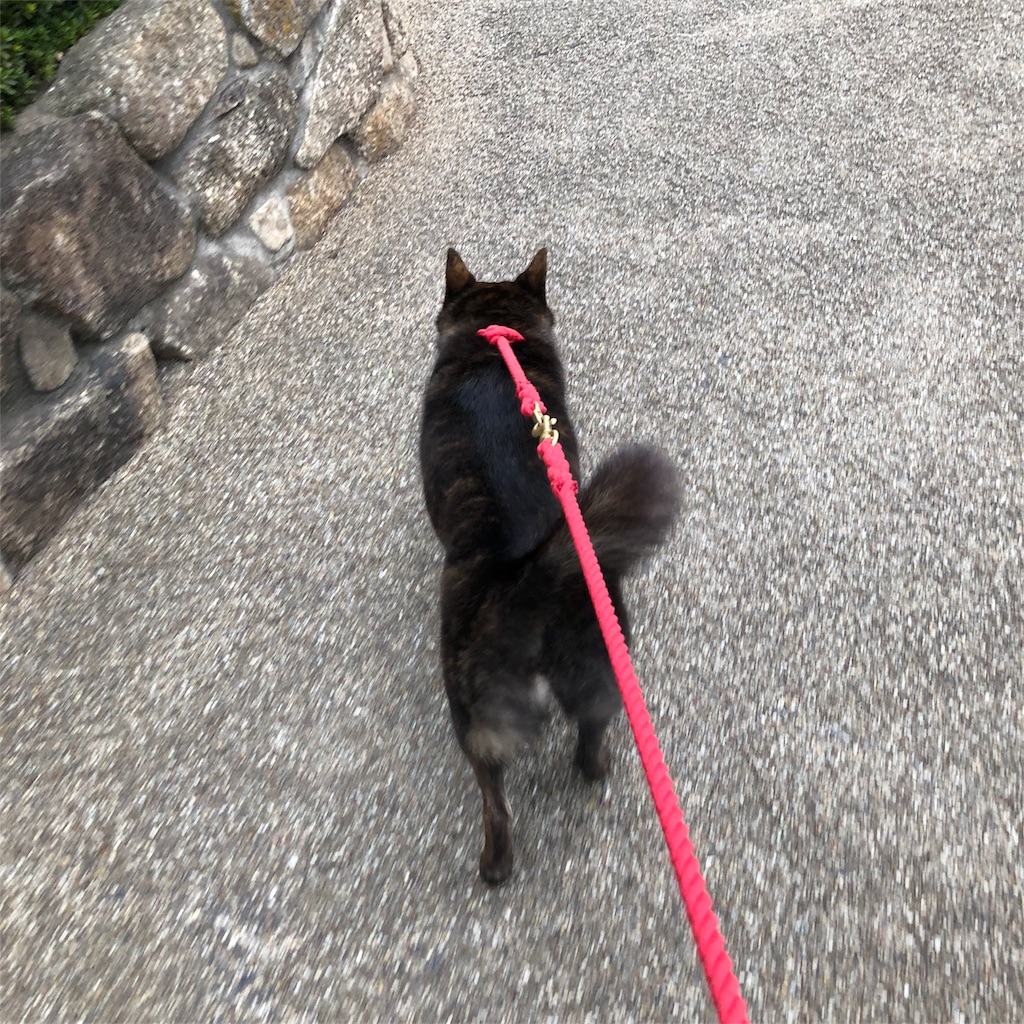 f:id:kai-koume:20180821074642j:image f:id:kai-koume:20180821074642j:image
