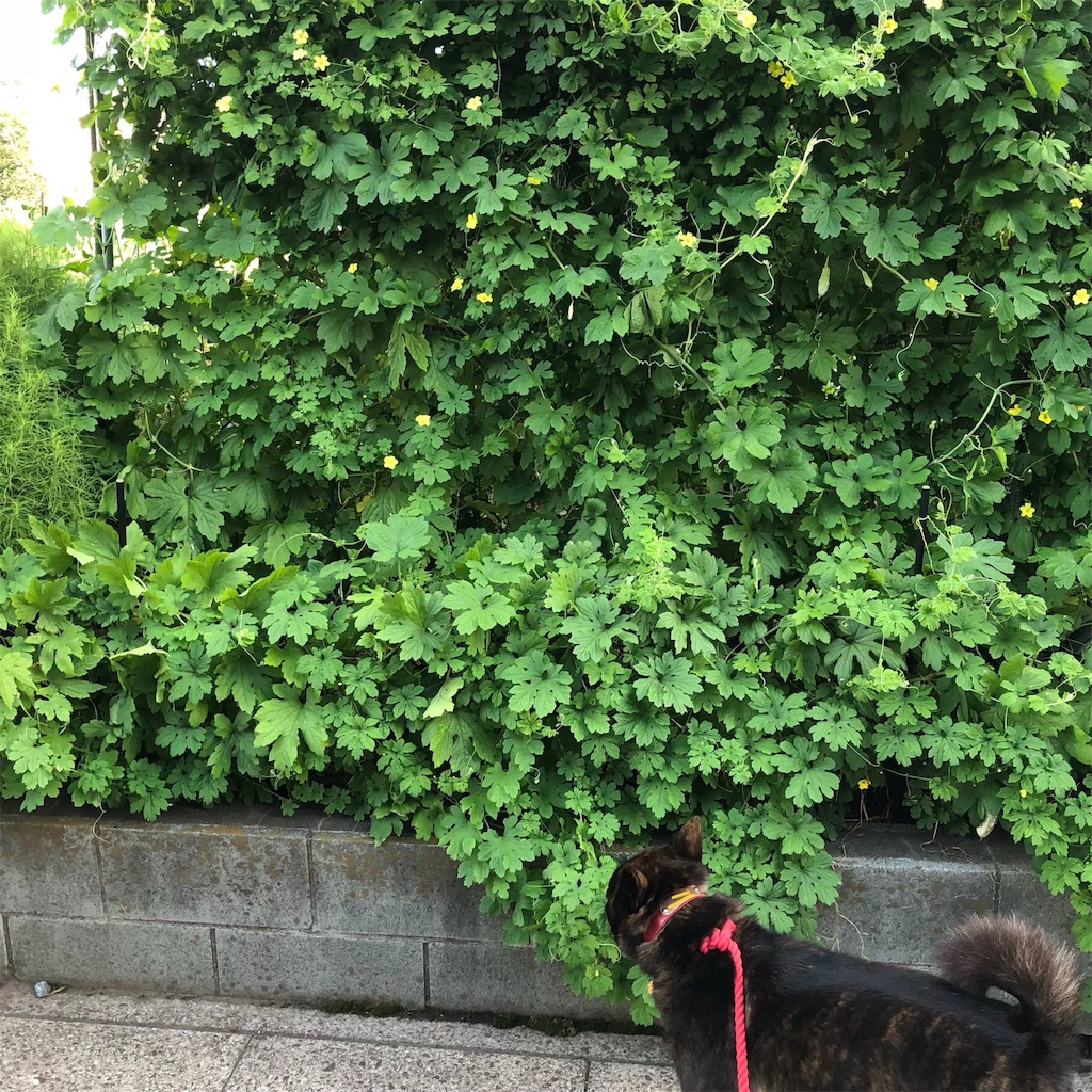 f:id:kai-koume:20180825090739j:image f:id:kai-koume:20180825090739j:image