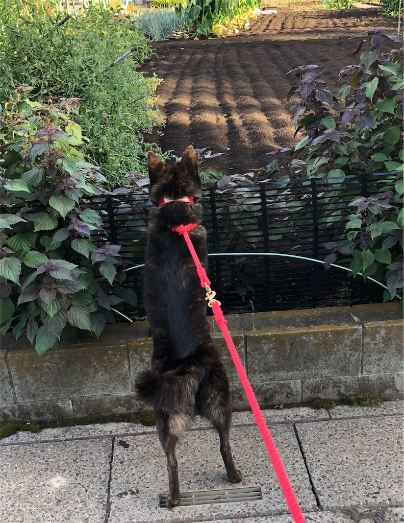 f:id:kai-koume:20180825091105j:image f:id:kai-koume:20180825091105j:image