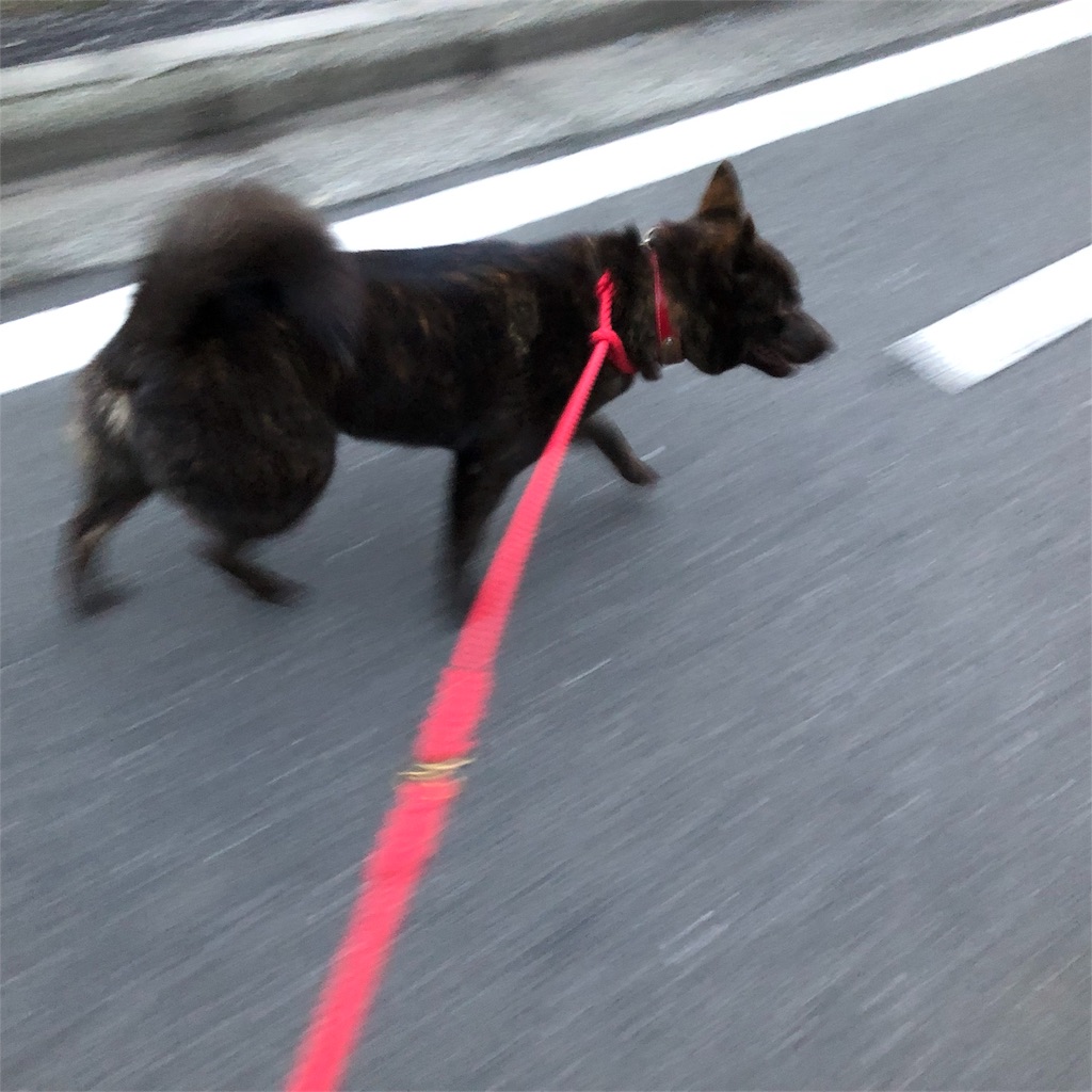 f:id:kai-koume:20180828074045j:image f:id:kai-koume:20180828074045j:image