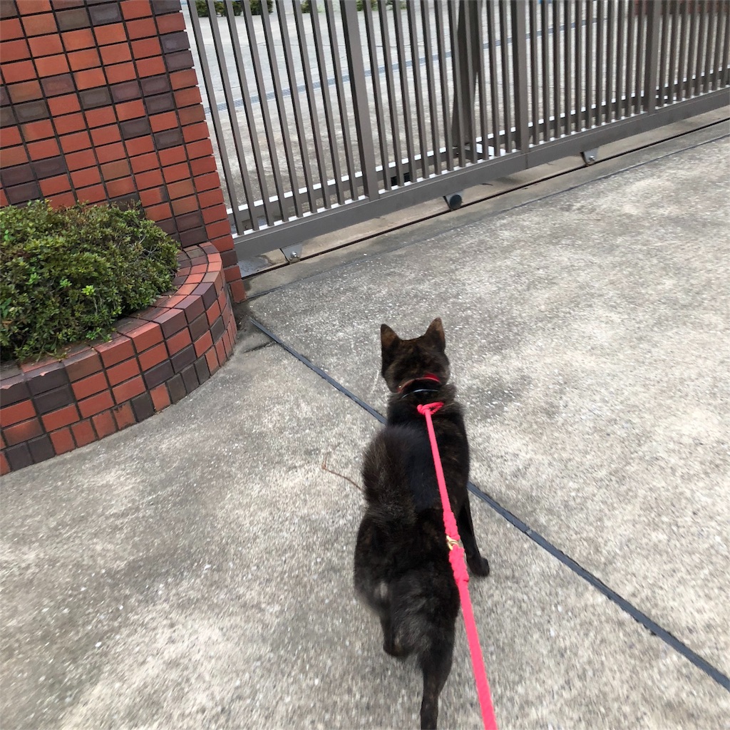 f:id:kai-koume:20180828074156j:image f:id:kai-koume:20180828074156j:image