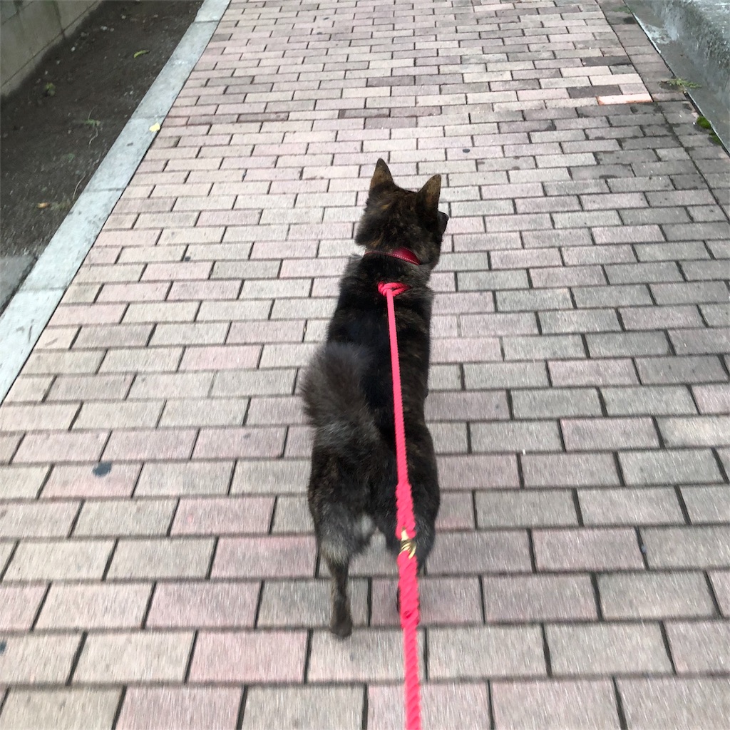f:id:kai-koume:20180828074406j:image f:id:kai-koume:20180828074406j:image