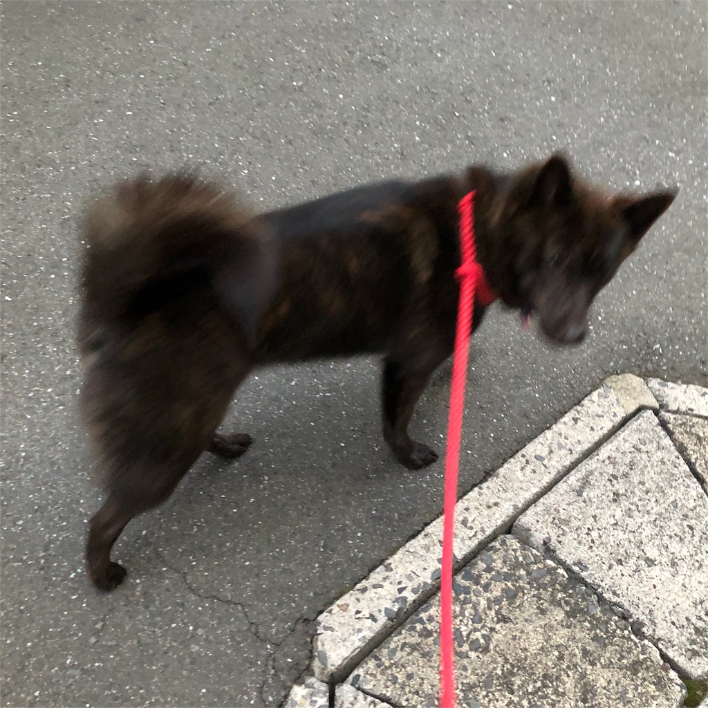 f:id:kai-koume:20180829073139j:image f:id:kai-koume:20180829073139j:image