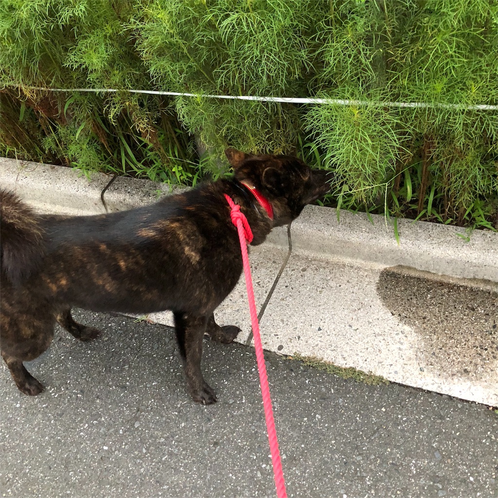 f:id:kai-koume:20180829073227j:image f:id:kai-koume:20180829073227j:image