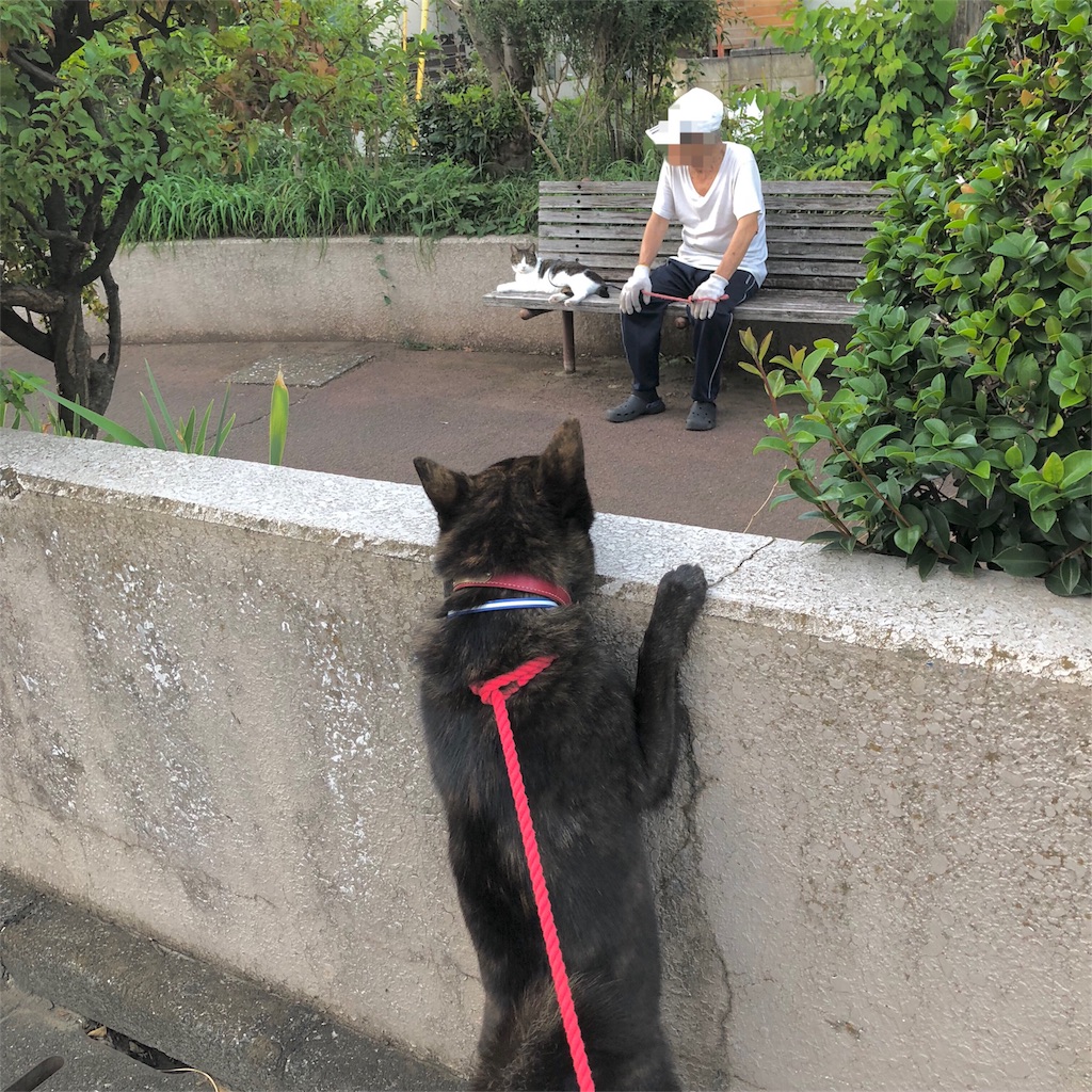 f:id:kai-koume:20180910063919j:image f:id:kai-koume:20180910063919j:image