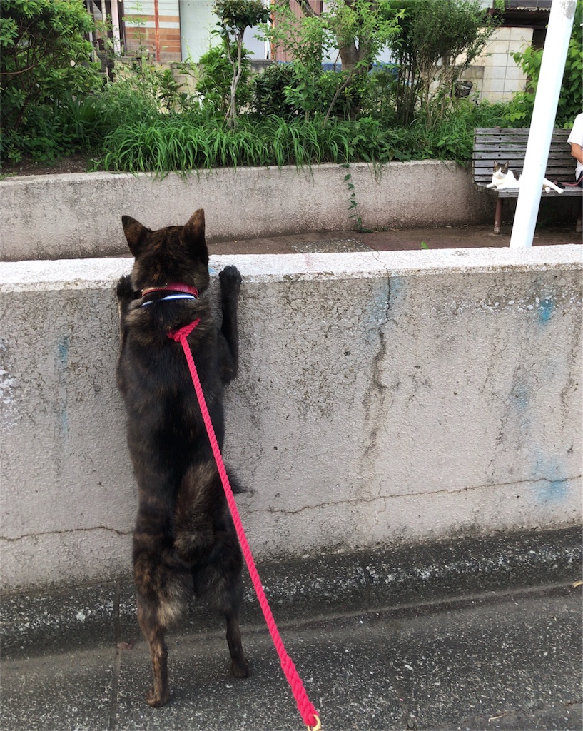 f:id:kai-koume:20180910064114j:image f:id:kai-koume:20180910064114j:image