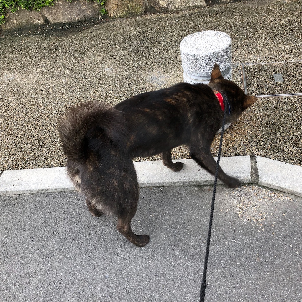 f:id:kai-koume:20180923134737j:image f:id:kai-koume:20180923134737j:image