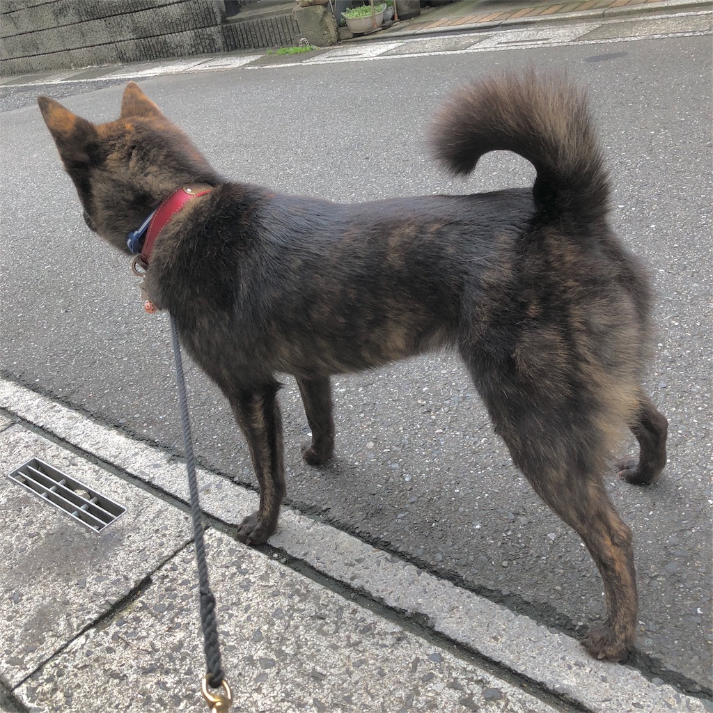 f:id:kai-koume:20180923135056j:image f:id:kai-koume:20180923135056j:image