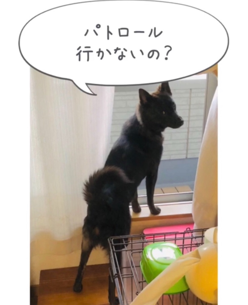 f:id:kai-koume:20181001064035j:image f:id:kai-koume:20181001064035j:image