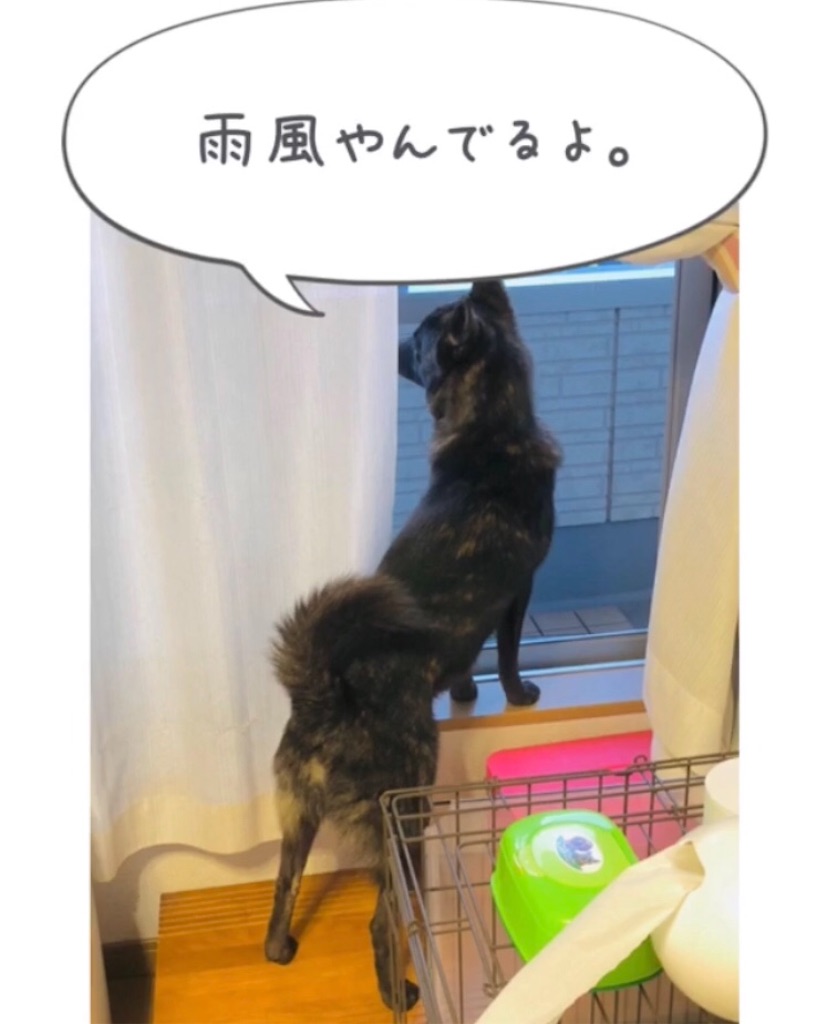 f:id:kai-koume:20181001064039j:image f:id:kai-koume:20181001064039j:image